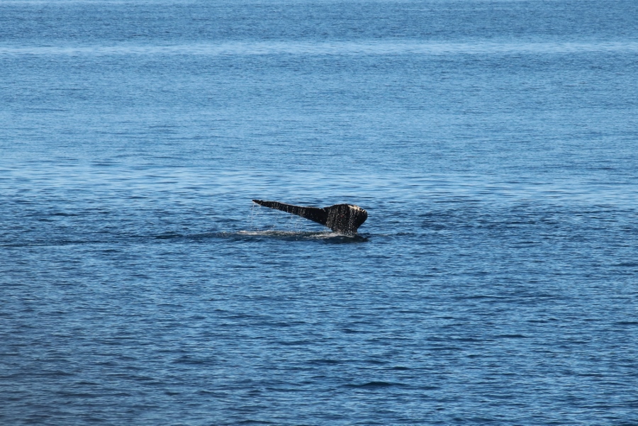 Lone Humpback
